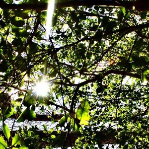 Meet your Posher, Frankie